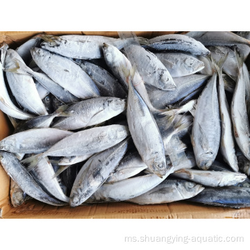 Scad scad fish yang baik borong mackerel borong